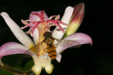 Tricyrtis 'Tojen' RCP8-10 063 with hoverfly.jpg